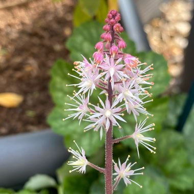 Tiarella 'Raspberry Sundae' (Fox Series)