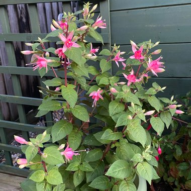 Fuchsia 'Princess Charlotte'