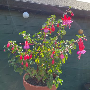 Fuchsia 'Icing Sugar'