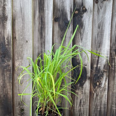 Miscanthus