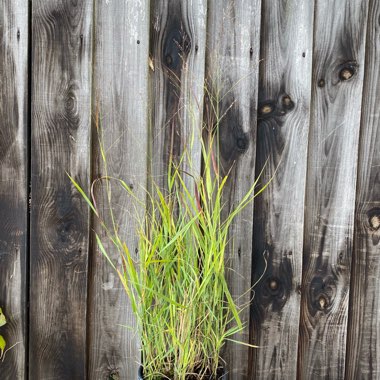 Panicum virgatum 'Hanse Herms'