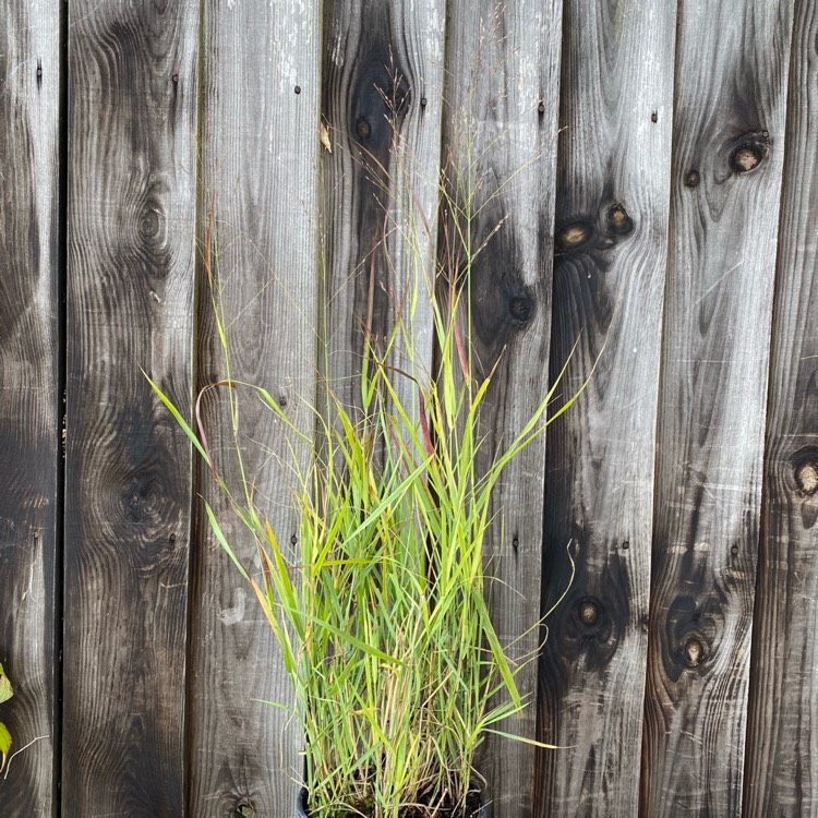 Plant image Panicum virgatum 'Hanse Herms'