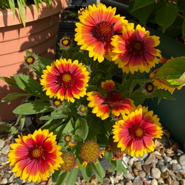 Gaillardia x grandiflora 'Arizona Sun' syn. Gaillardia 'Arizona Sun'