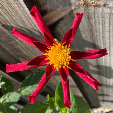 Dahlia 'Honka'