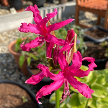 Nerine bowdenii 'Isabel'