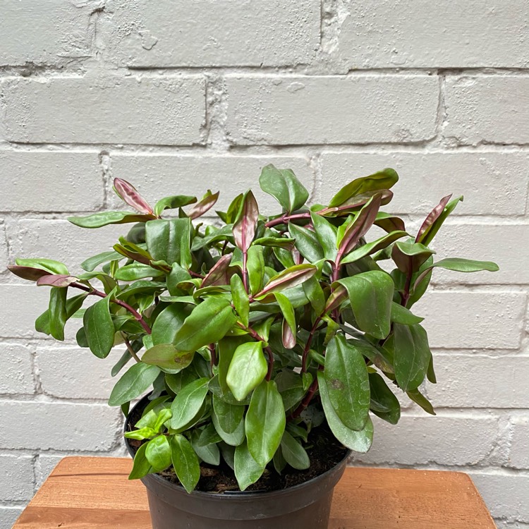 plant image 1401121