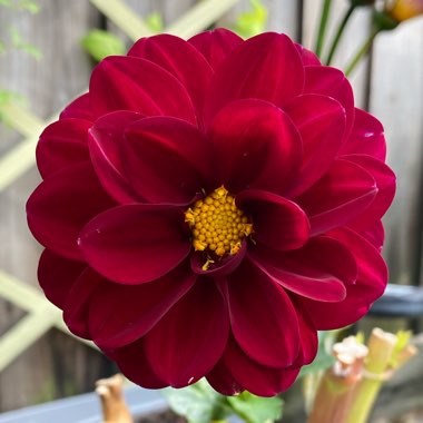 Dahlia