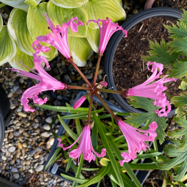 plant image 1404126