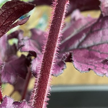 Heuchera 'Forever Purple'