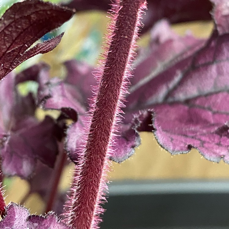 Plant image Heuchera 'Forever Purple'