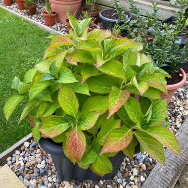 Hydrangea Double Dutch