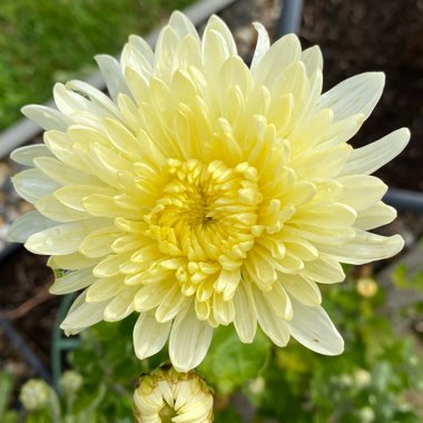 Chrysanthemum