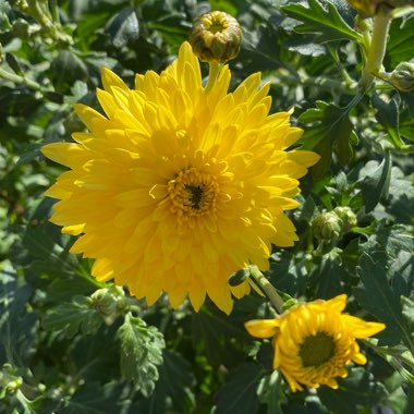 Chrysanthemum