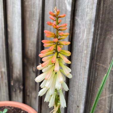 Kniphofia 'Orange Vanilla Popsicle' (Popsicle Series)