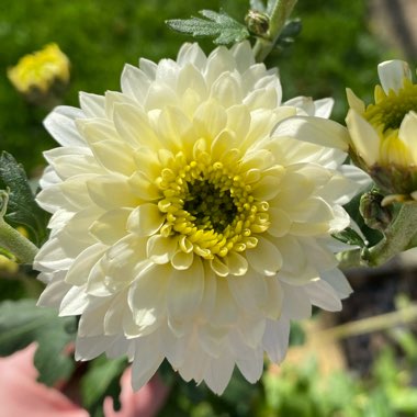 Chrysanthemum