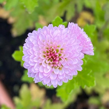 Chrysanthemum