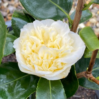 Camellia x williamsii 'Jury's Yellow'