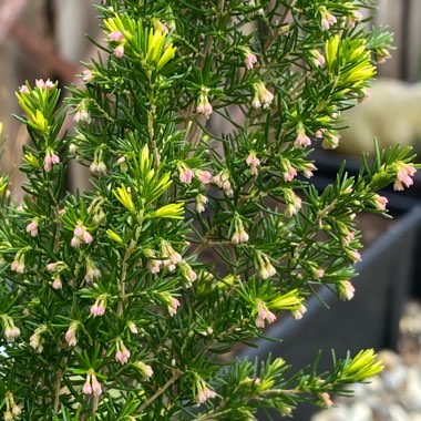 Erica carnea