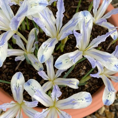 Iris 'Painted Lady' syn. Iris reticulata 'Painted Lady'