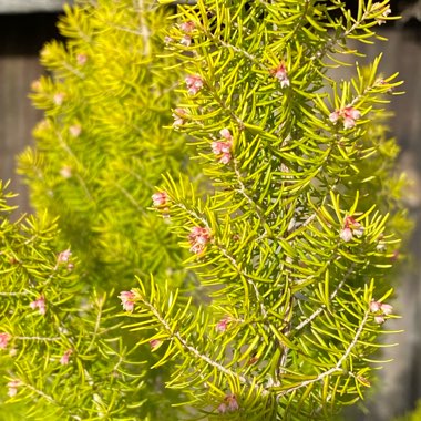 Erica carnea