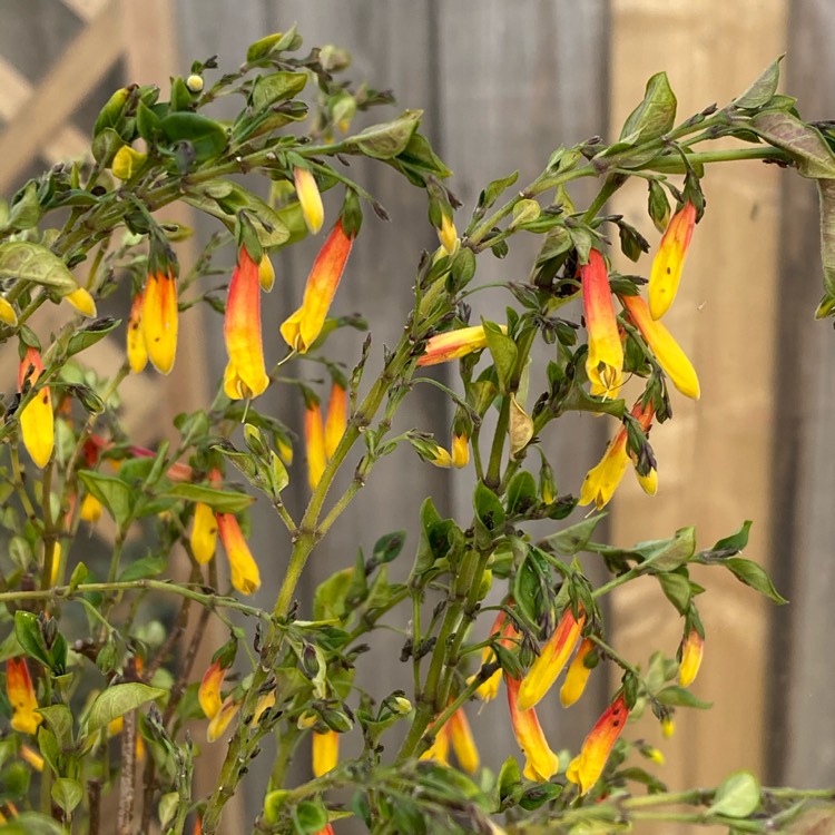 Justicia floribunda syn. Justicia rizzinii, Jacobinia pauciflora ...