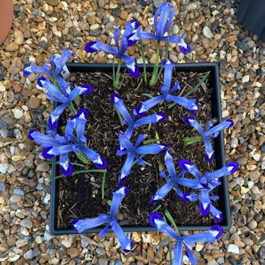 Iris 'Clairette' syn. Iris reticulata 'Clairette'