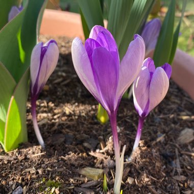 Crocus