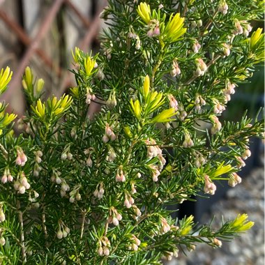 Erica carnea