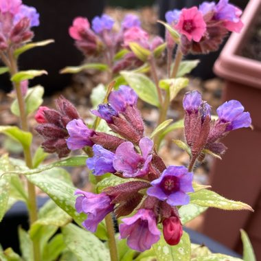 Pulmonaria 'Silver Bouquet'