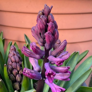 Hyacinthus orientalis 'Woodstock'