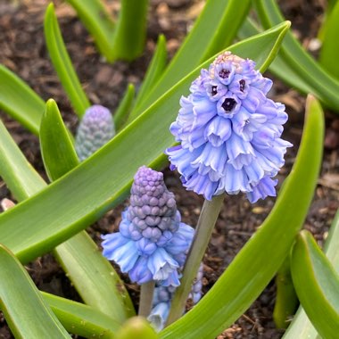 Pseudomuscari azureum syn. Muscari Azureum