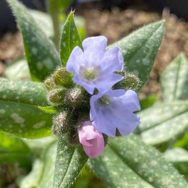 Pulmonaria 'Opal'