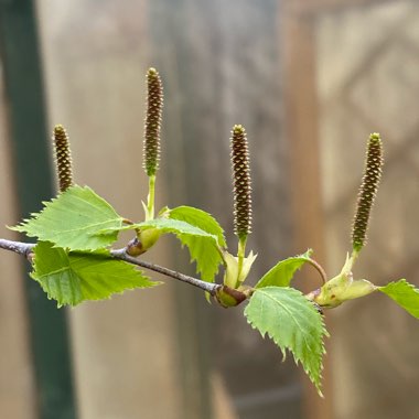 Betula pendula