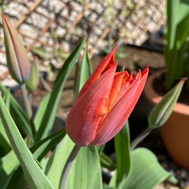 Tulipa 'Request'