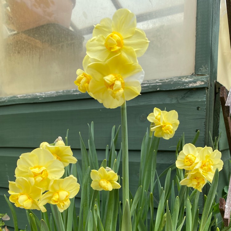 Plant image Narcissus 'Yellow Cheerfulness' syn. Narcissus 'Ruth Fox'