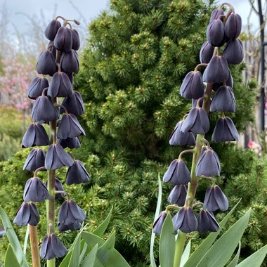 Fritillaria persica 'Adiyaman'