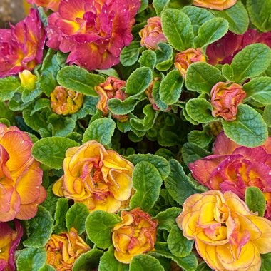 Primula belarina 'Nectarine'