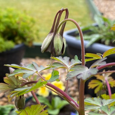 Aquilegia viridiflora 'Chocolate Soldier'