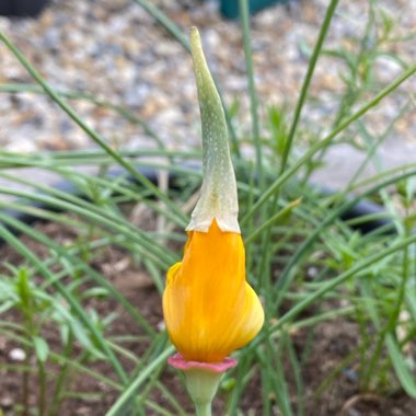 Eschscholzia californica 'Orange King'