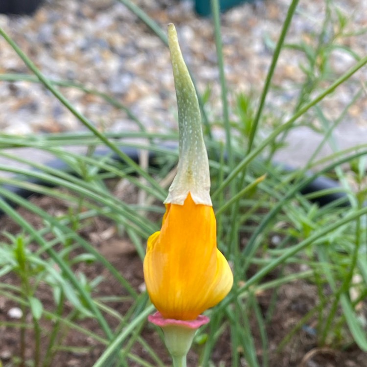 Plant image Eschscholzia californica 'Orange King'