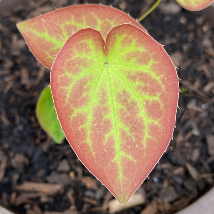 Plant image Epimedium warleyense