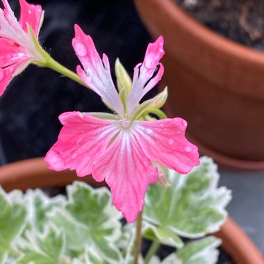 Pelargonium