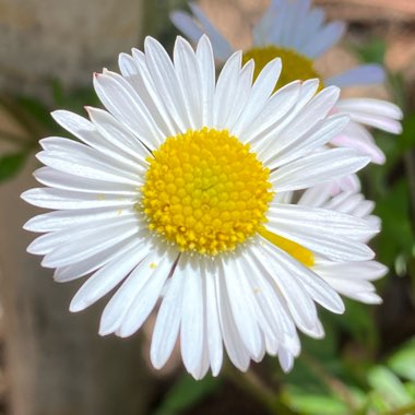 Erigeron karvinskianus