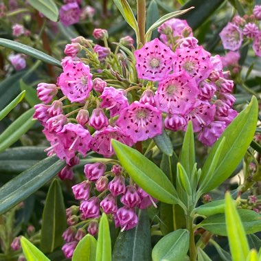 Kalmia latifolia