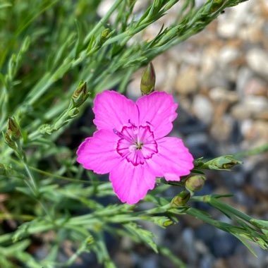 Dianthus deltoides 'Brilliant'