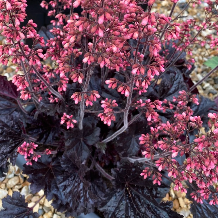 Plant image Heuchera 'Timeless Night'