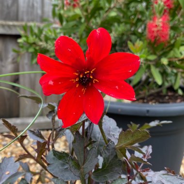 Dahlia 'Another Pet' syn. Dahlia 'Mystic Enchantment'