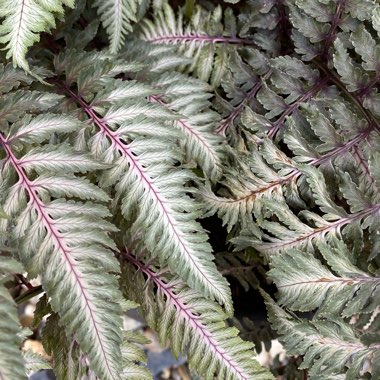 Athyrium niponicum pictum 'Pewter Lace'