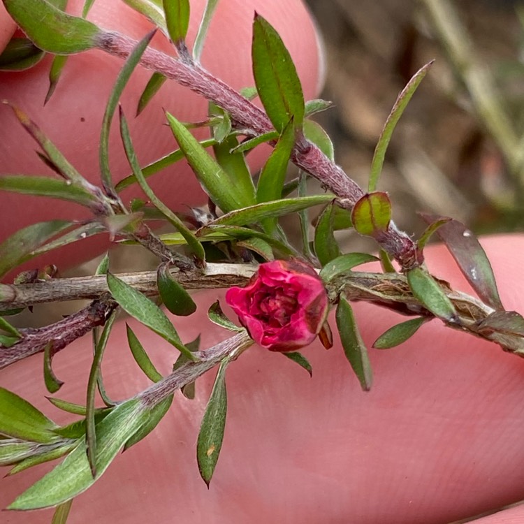 Plant image Leptospermum scoparium 'Red Damask'