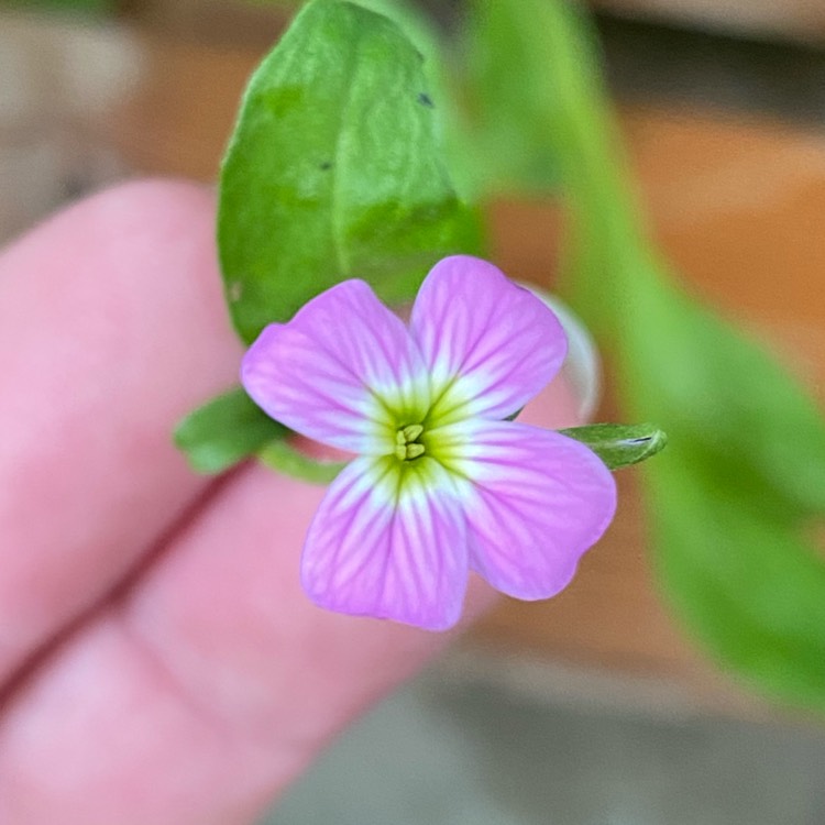 Plant image Malcolmia maritima